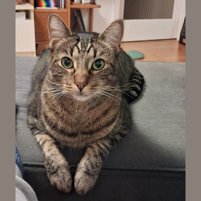 Photo of Milo