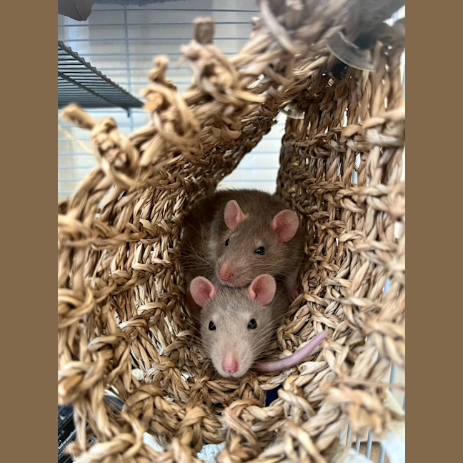 Photo of Sprig / Clover