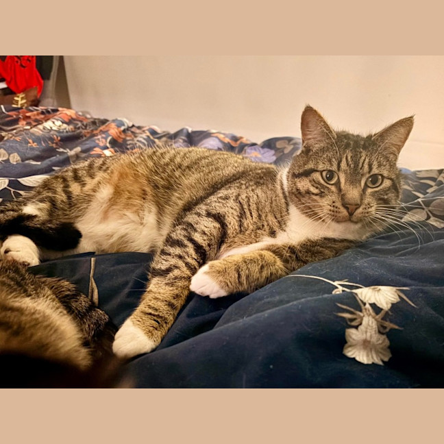 Photo of Tiddles