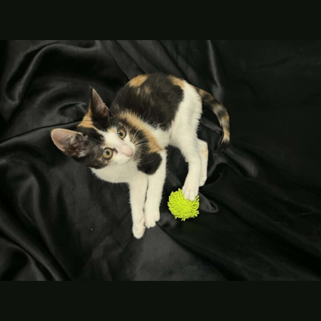 Photo of Sassy Cassy
