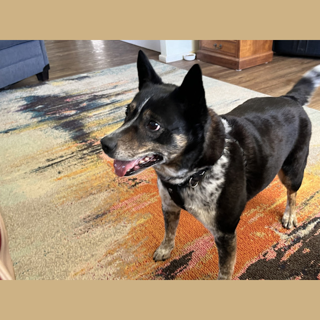 Photo of Missy 😍Blue Cattle X Jrt (On Trial 21/10/24)