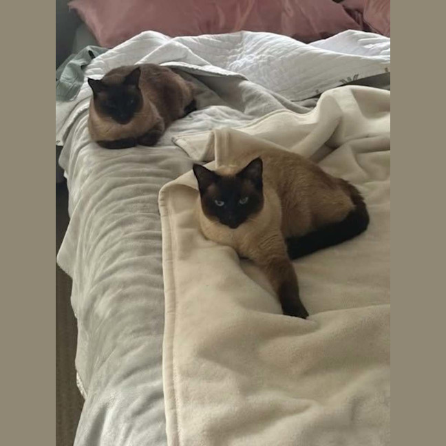 Photo of Apple And Muffin 