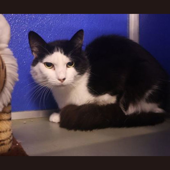 Photo of Oreo