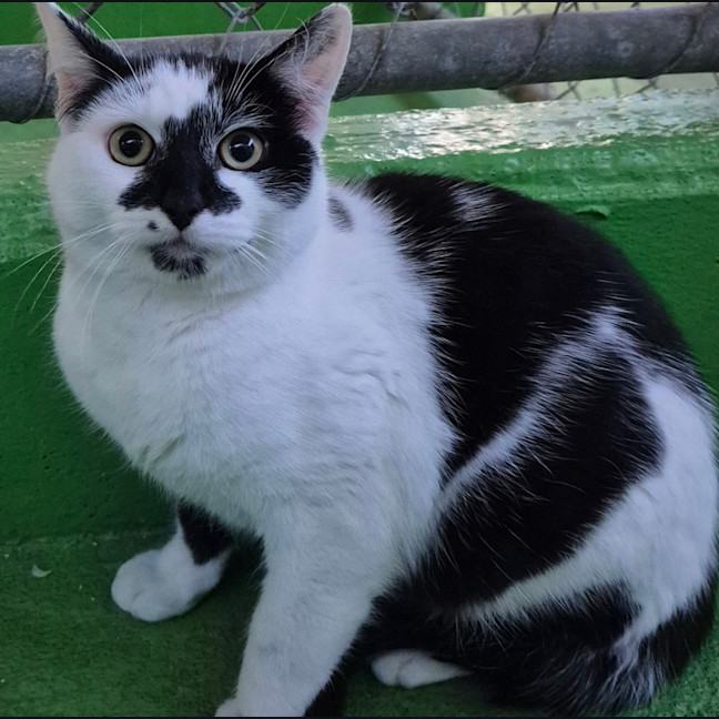 Photo of Chomps