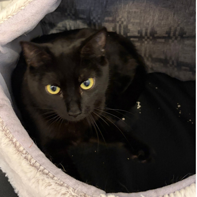Photo of Midnight