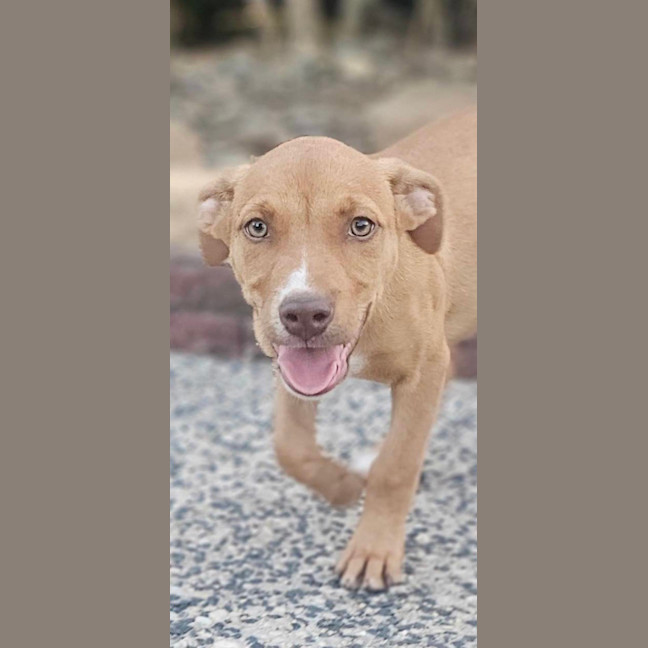 Photo of Tetra