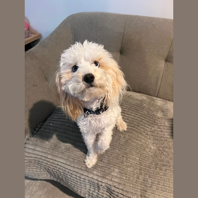 Photo of Chasey Boy 