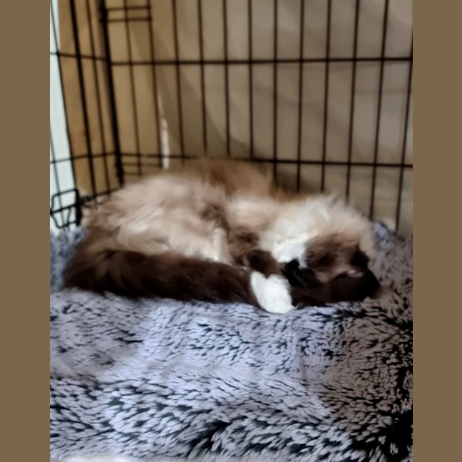 Photo of Squeaker