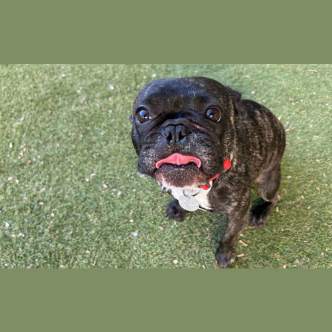 Photo of Dolly