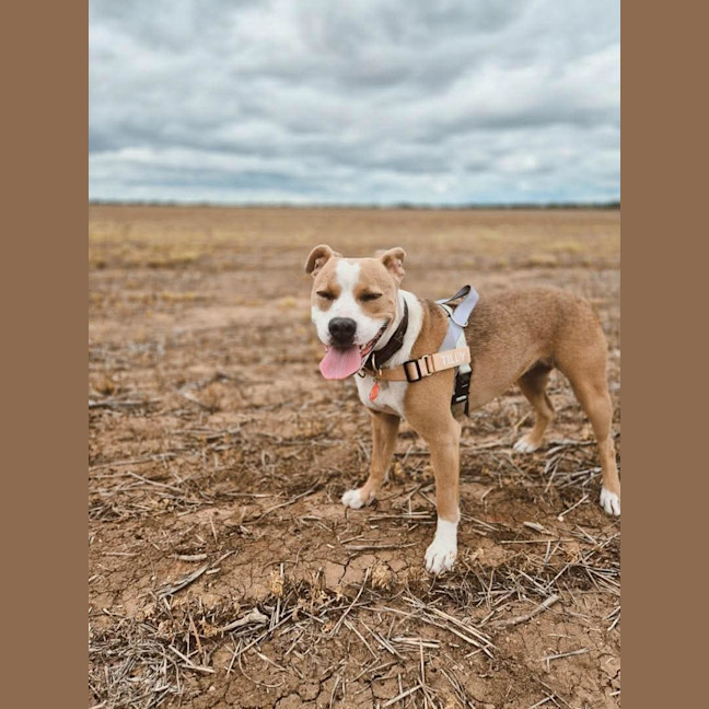 Photo of Tilly