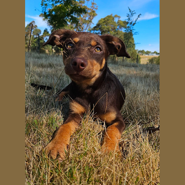 Photo of Plume