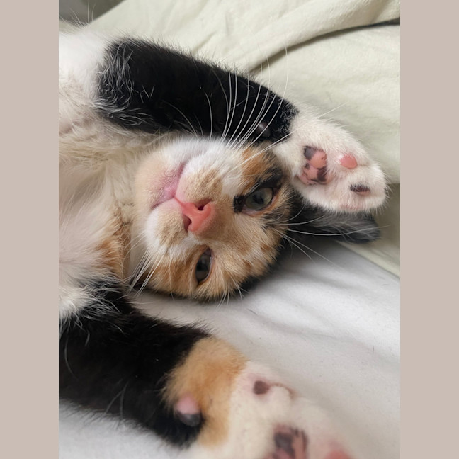 Photo of Lola