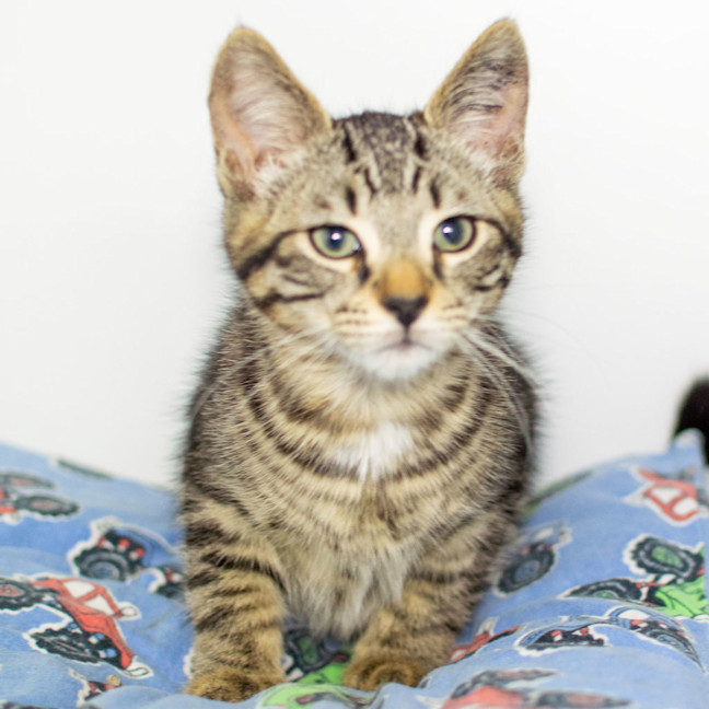 Photo of Ganon