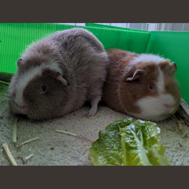 Photo of Tofu / Ginger