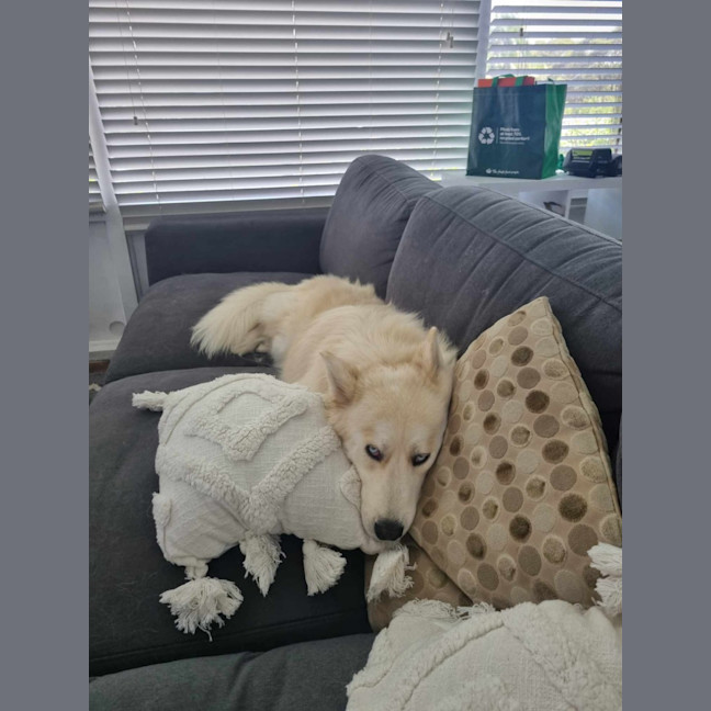 Photo of Snowball   2 Year Old Husky