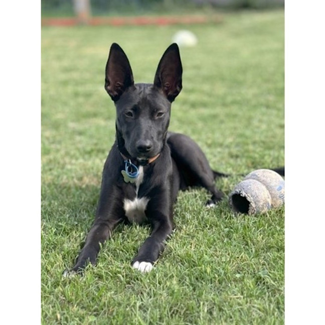 Photo of Loretta *$350 Adoption Fee*