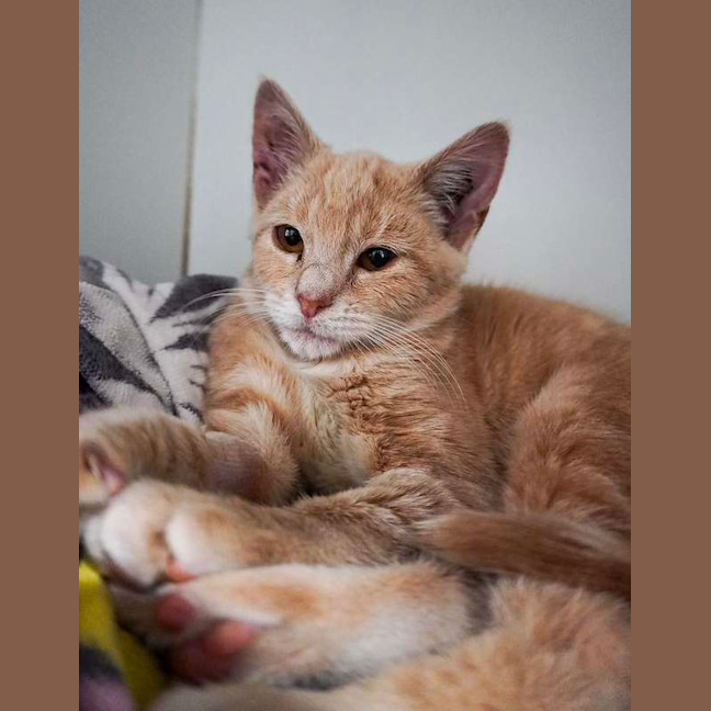 Photo of Kacheek