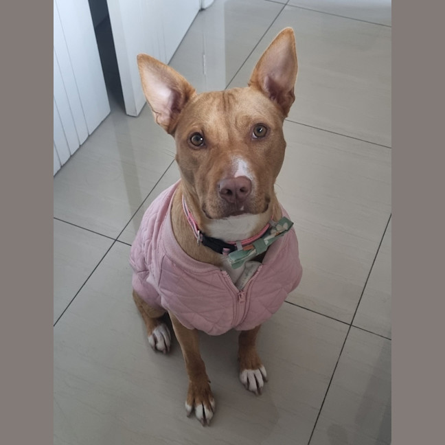Photo of Peanut