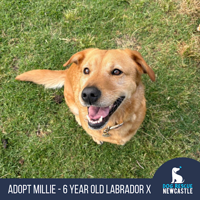 Photo of Millie   6 Year Old Lab X Kelpie