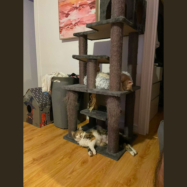 Photo of Tilly   In Foster In Bentleigh East