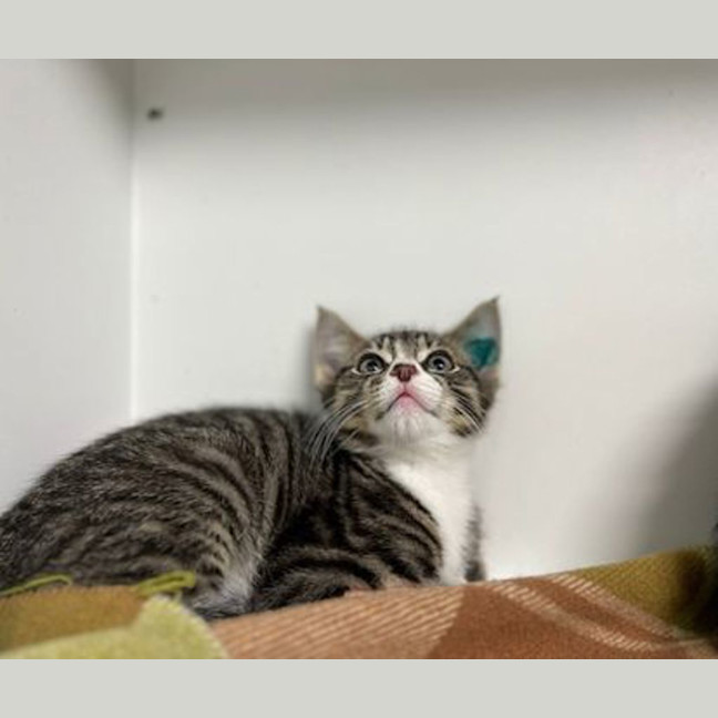 Photo of Oliver