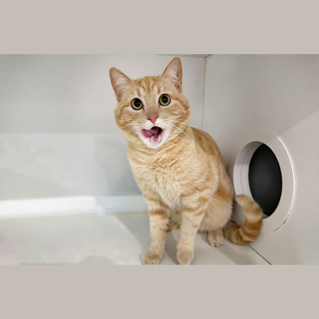 Photo of Cookie