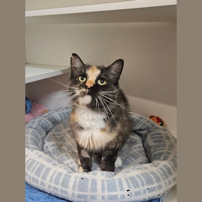 Photo of Mixie 
