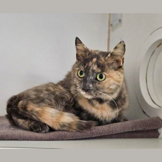 Photo of Tallulah