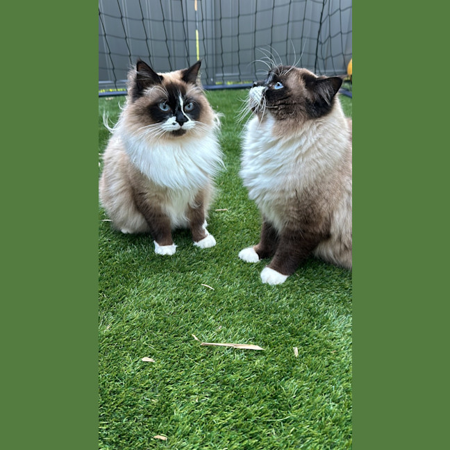 Photo of Mocha And Rosie