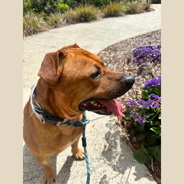 Photo of 🧅 Hollandaise 5770 🧅