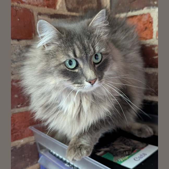 Photo of Nibbles