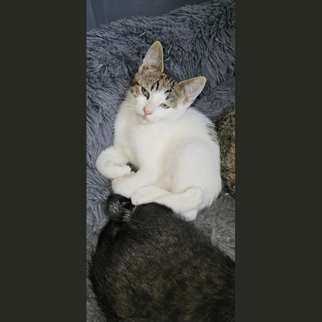 Photo of Whiskey * 9 Lives Project Rescue*