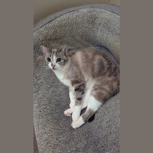 Photo of Taco