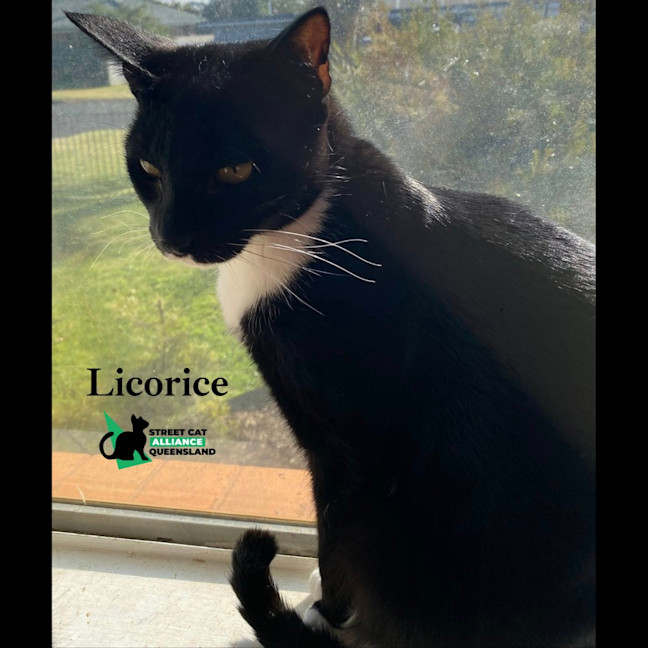 Photo of Licorice