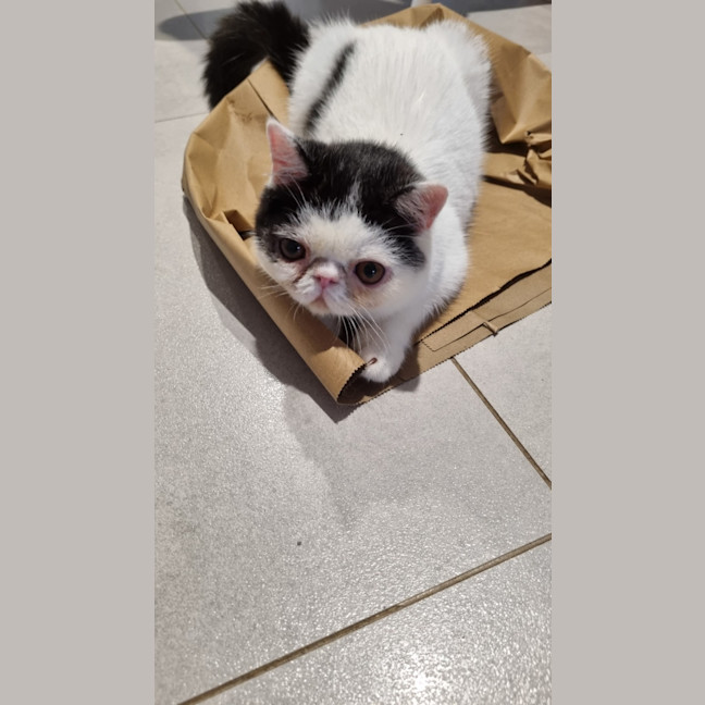 Photo of Obie