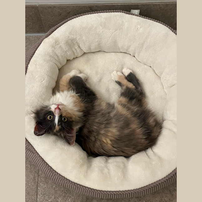 Photo of Fluffy