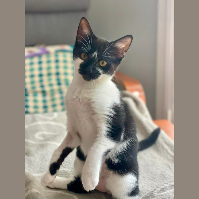 Photo of Pixel