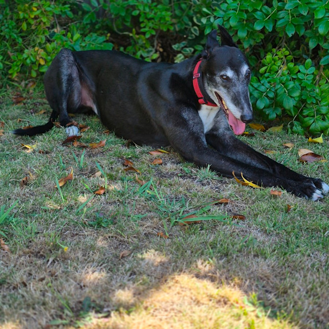 Photo of Vinnie
