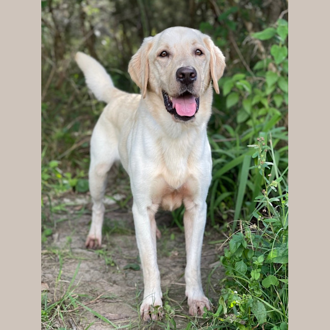 Photo of Rambo