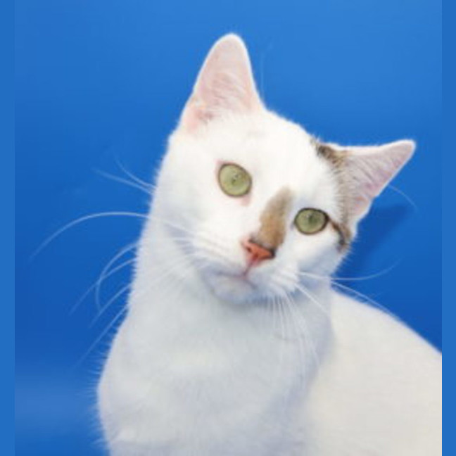 Photo of Enzo  Available At Pet Quarters Belmont