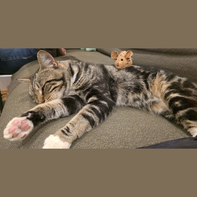 Photo of Galahad