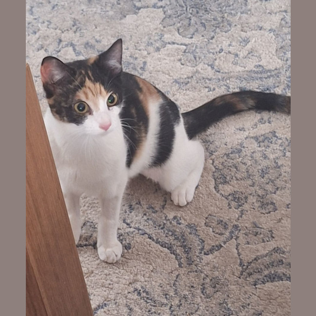 Photo of Lily *9 Lives Project Rescue*