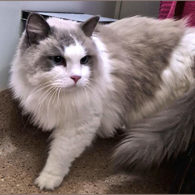 Photo of Milo