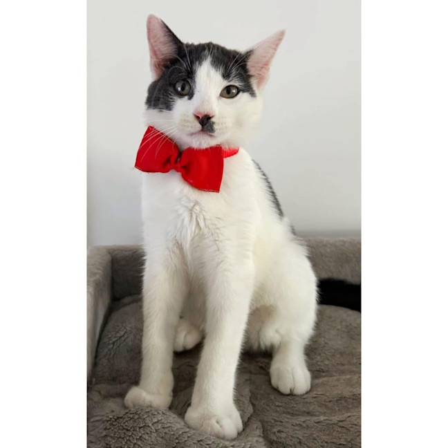 Photo of 11266   Chandra