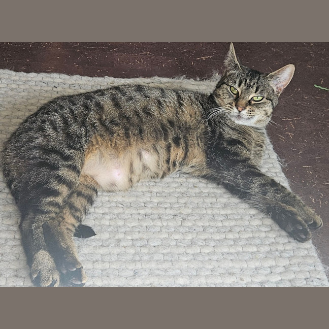 Photo of Frankie