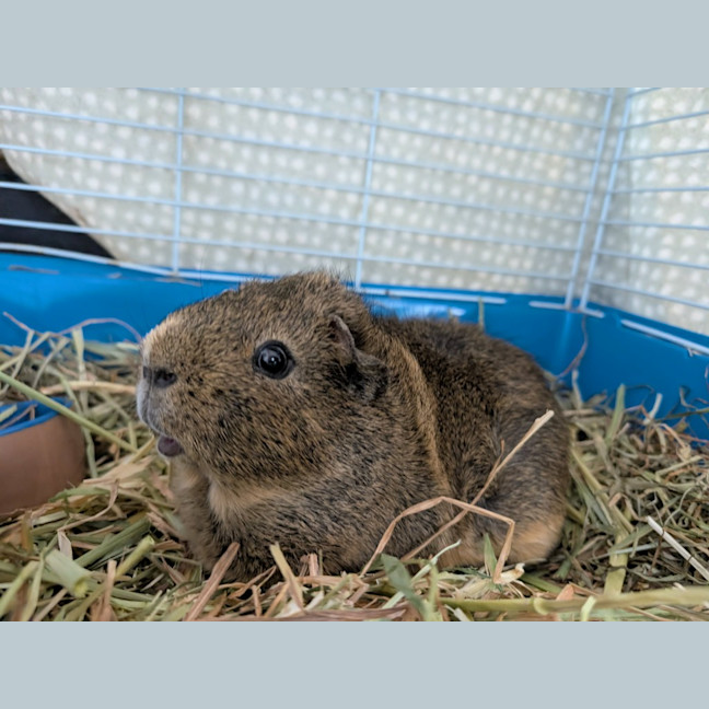 Photo of Snickers