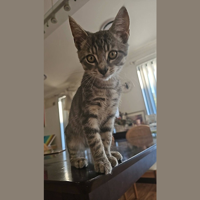 Photo of Kimchee