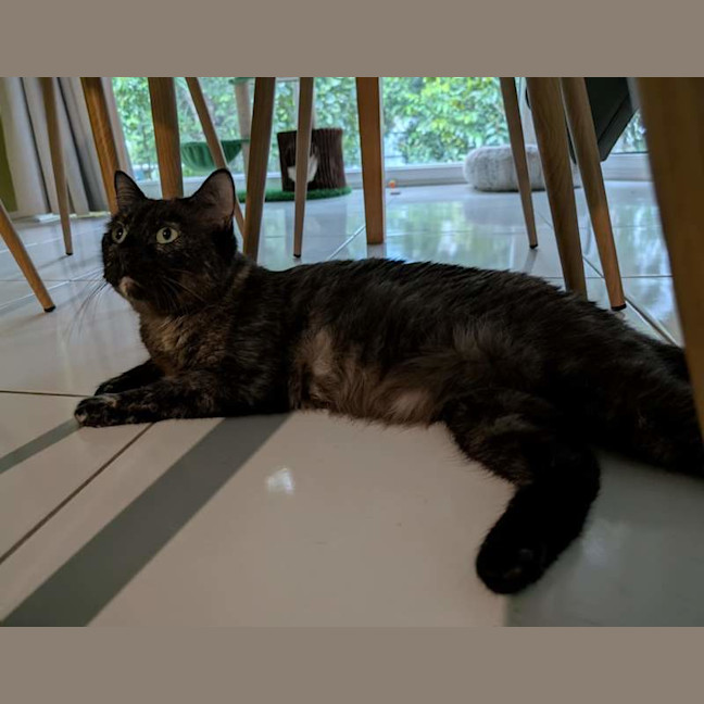 Photo of Sheeba