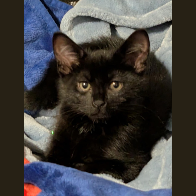 Photo of Pudding Meetme@Petstock Hastings Store 