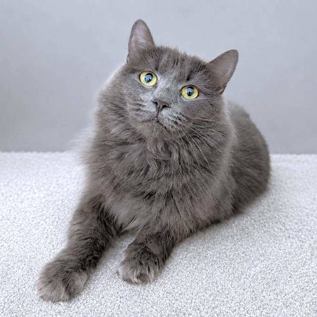 Photo of Penelope
